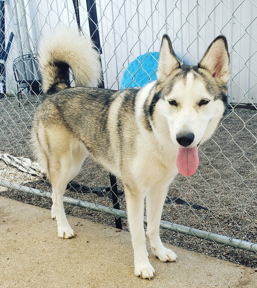 AC Tilly, an adoptable Husky in Fremont, NE, 68025 | Photo Image 4