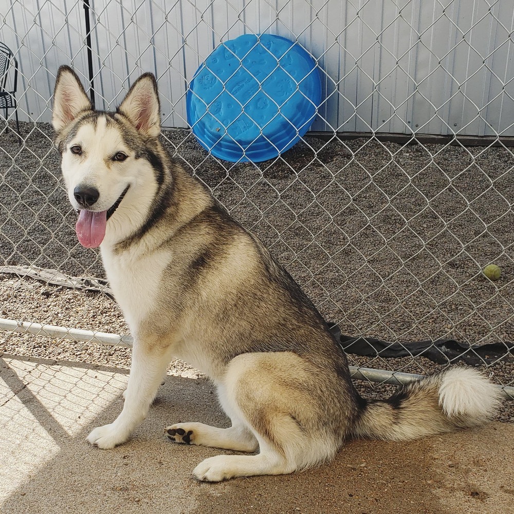 AC Tilly, an adoptable Husky in Fremont, NE, 68025 | Photo Image 5