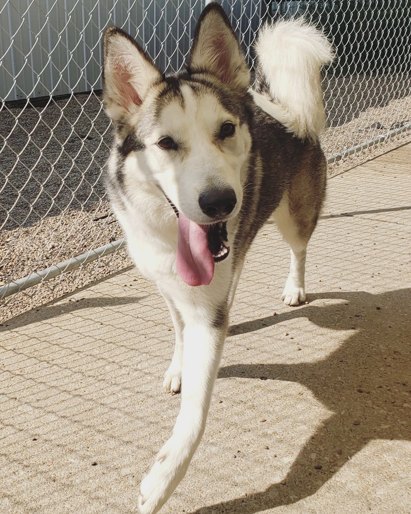 AC Tilly, an adoptable Husky in Fremont, NE, 68025 | Photo Image 5