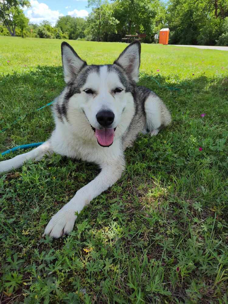 AC Tilly, an adoptable Husky in Fremont, NE, 68025 | Photo Image 6