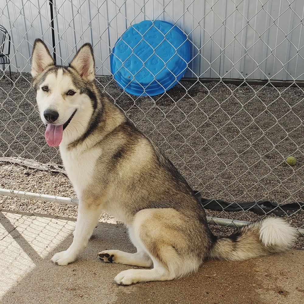 AC Tilly, an adoptable Husky in Fremont, NE, 68025 | Photo Image 6