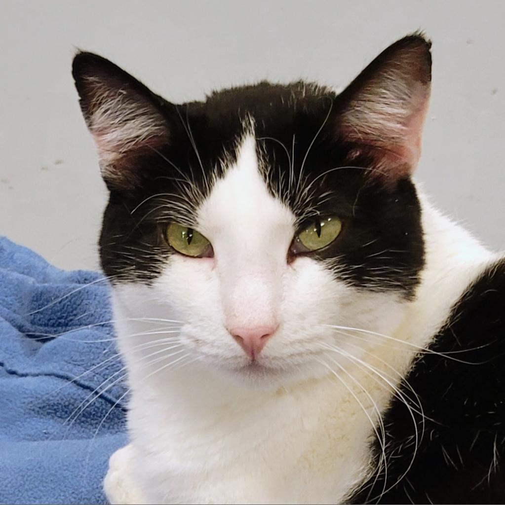 Marlene, an adoptable Domestic Short Hair in Sheridan, WY, 82801 | Photo Image 1