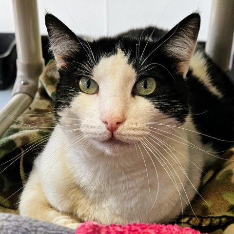 Marlene, an adoptable Domestic Short Hair in Sheridan, WY, 82801 | Photo Image 2