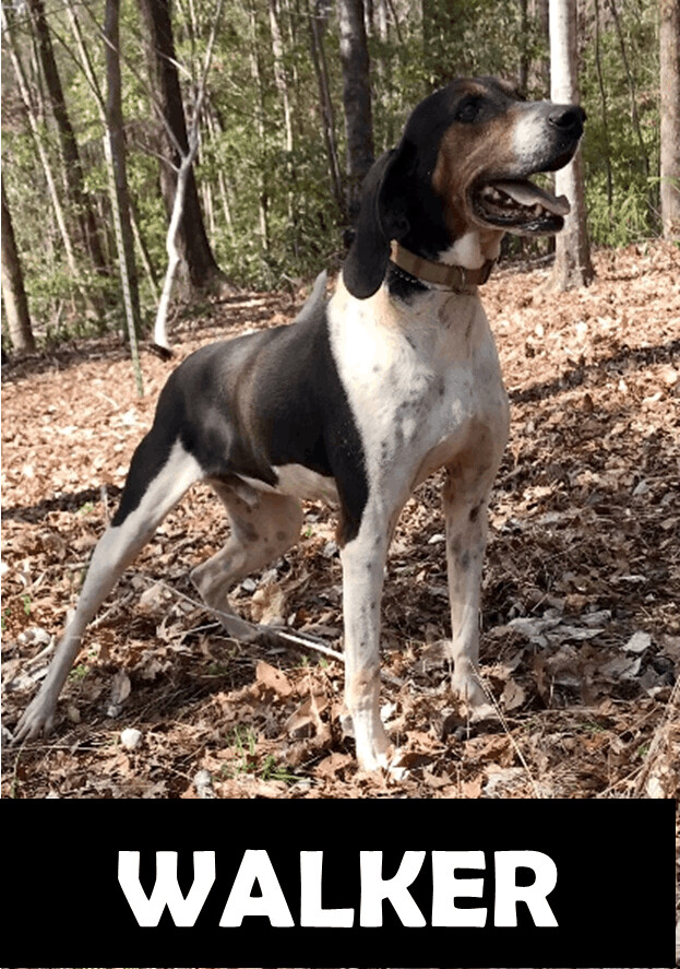 Walker, an adoptable Treeing Walker Coonhound in Gordo, AL, 35466 | Photo Image 1