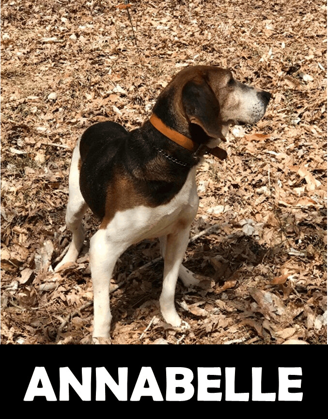 Annabelle, an adoptable Hound in Gordo, AL, 35466 | Photo Image 1