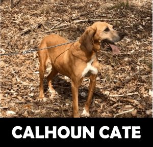 Calhoun Cate