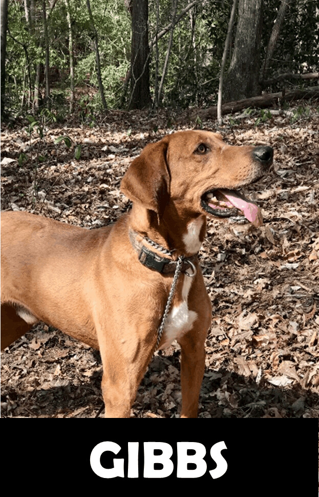 Gibbs, an adoptable Redbone Coonhound in Gordo, AL, 35466 | Photo Image 1