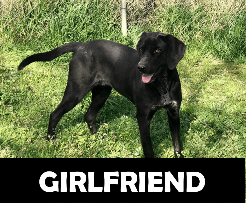 Girlfriend, an adoptable Hound in Gordo, AL, 35466 | Photo Image 1