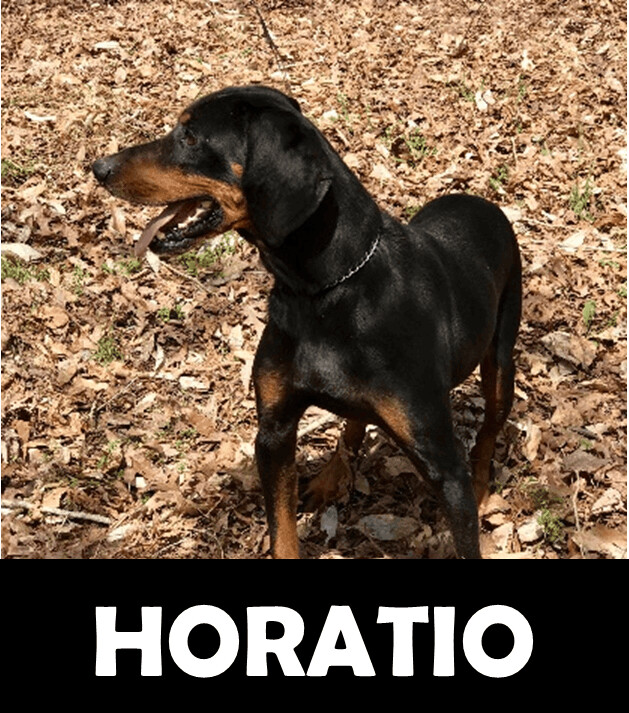 Horatio, an adoptable Hound in Gordo, AL, 35466 | Photo Image 1