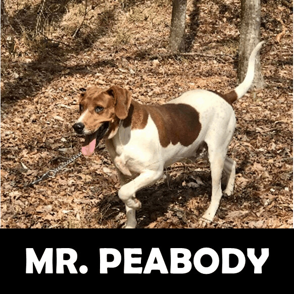 Mr. Peabody, an adoptable Hound in Gordo, AL, 35466 | Photo Image 1