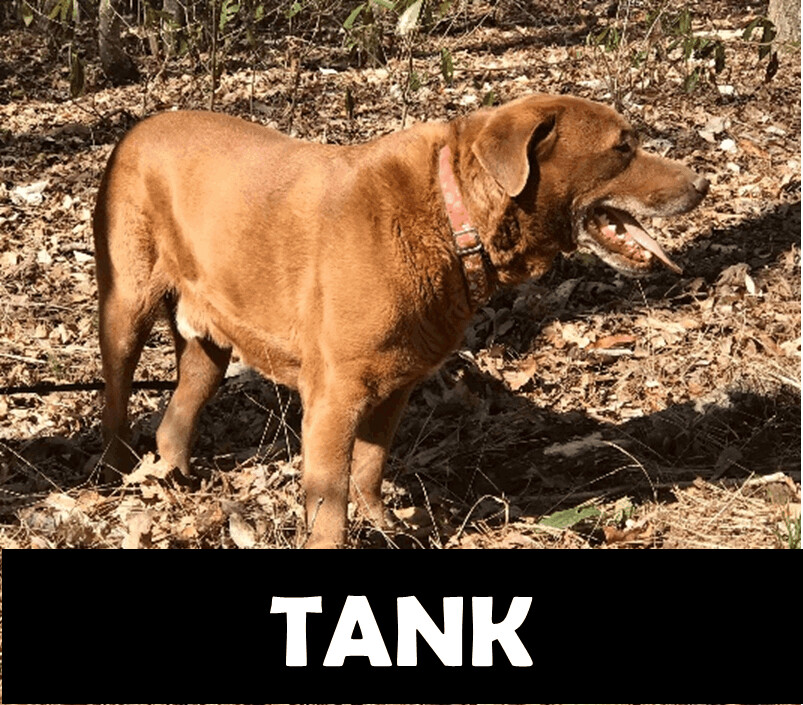 Tank, an adoptable Chocolate Labrador Retriever in Gordo, AL, 35466 | Photo Image 1