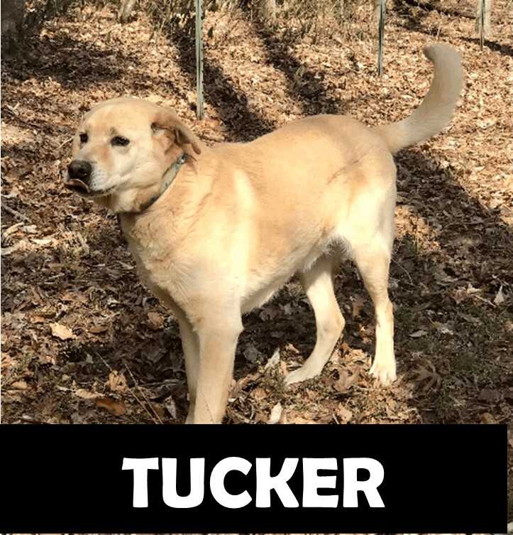 Tucker, an adoptable Yellow Labrador Retriever in Gordo, AL, 35466 | Photo Image 1
