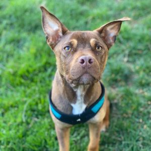 PERSONALITY sweet active BREED terrierhound mix AGE  1 year Rescued with his siblings from the 