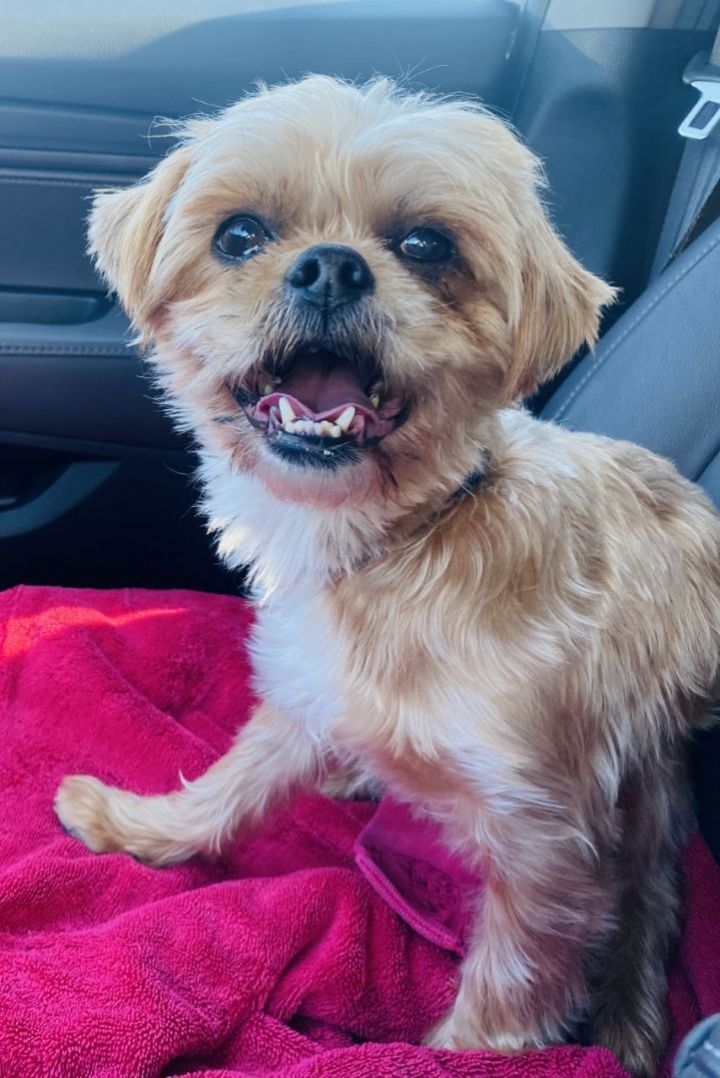 Remi 2, an adoptable Lhasa Apso & Yorkshire Terrier Mix in Los Alamitos, CA_image-1