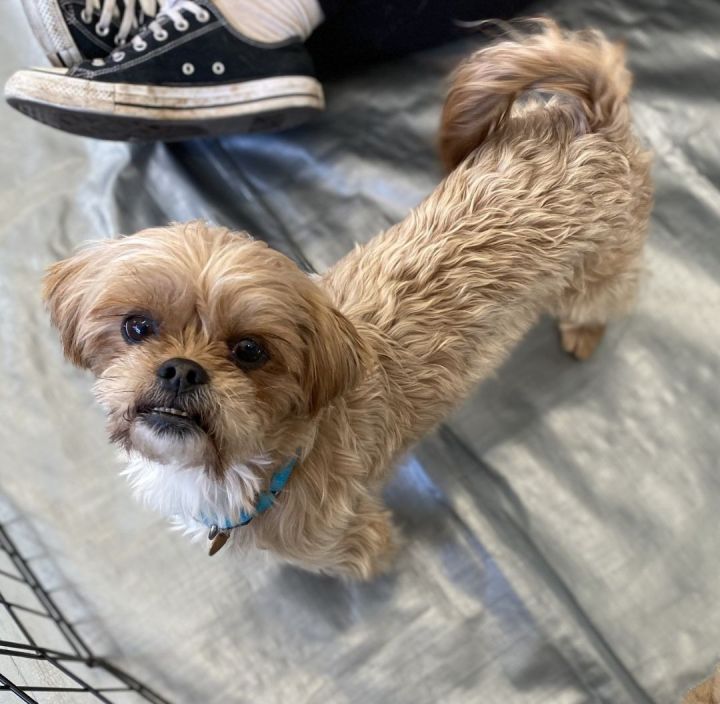 Remi 2, an adoptable Lhasa Apso & Yorkshire Terrier Mix in Los Alamitos, CA_image-3