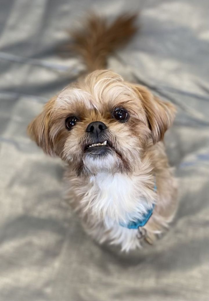 Remi 2, an adoptable Lhasa Apso & Yorkshire Terrier Mix in Los Alamitos, CA_image-6