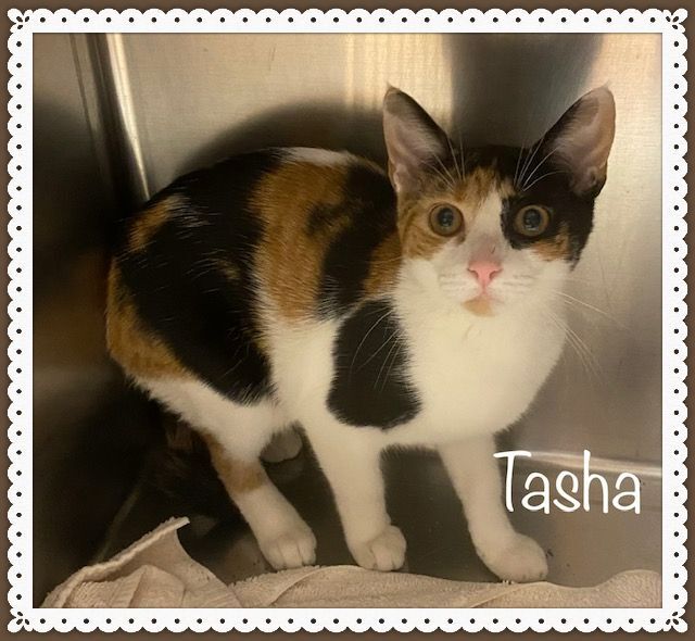 TASHA, an adopted Domestic Short Hair in Marietta, GA_image-2
