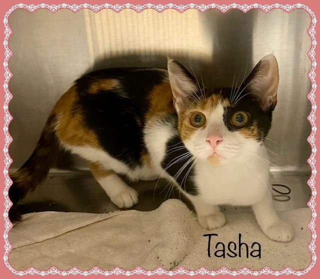 TASHA, an adopted Domestic Short Hair in Marietta, GA_image-3