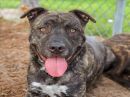 MAVERICK's profile on Petfinder.com