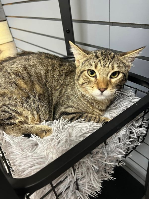 barn cat adoption nashville