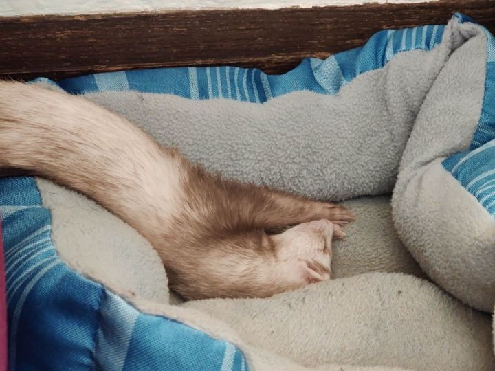 Jessie, an adopted Ferret in Saint Paul, MN_image-2