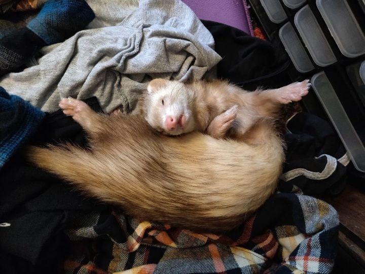 Jessie, an adopted Ferret in Saint Paul, MN_image-5