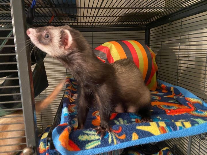 James, an adopted Ferret in Saint Paul, MN_image-2