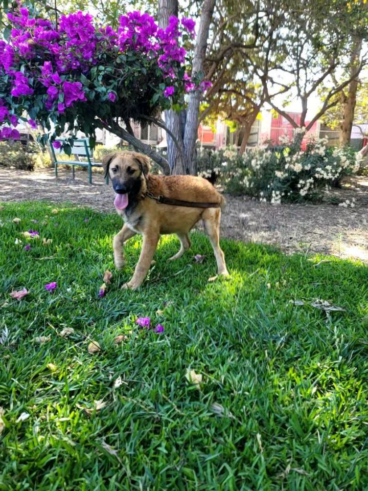 Dog for adoption Loki, a Leonberger & Poodle Mix in Murrieta, CA