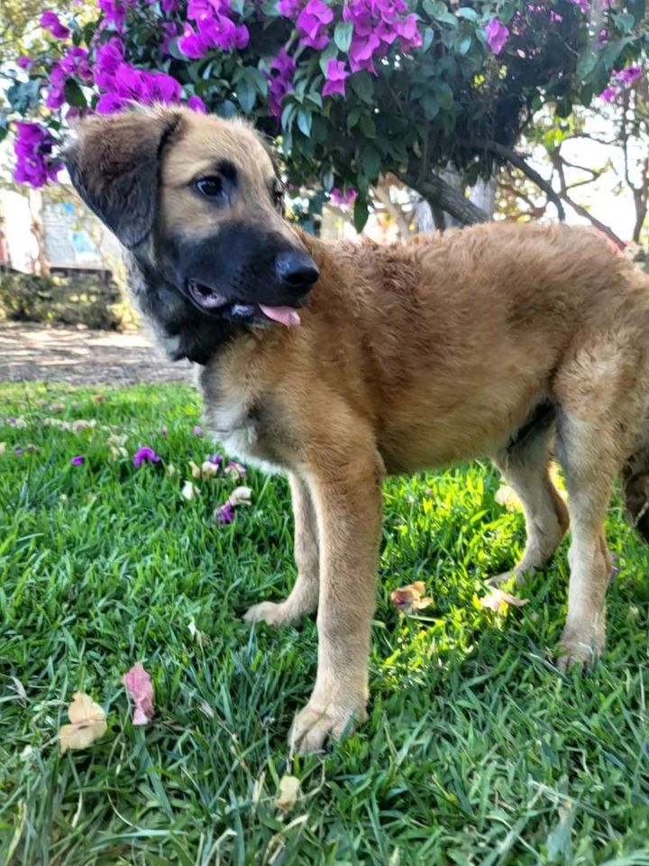 Dog for adoption Loki, a Leonberger & Poodle Mix in Murrieta, CA