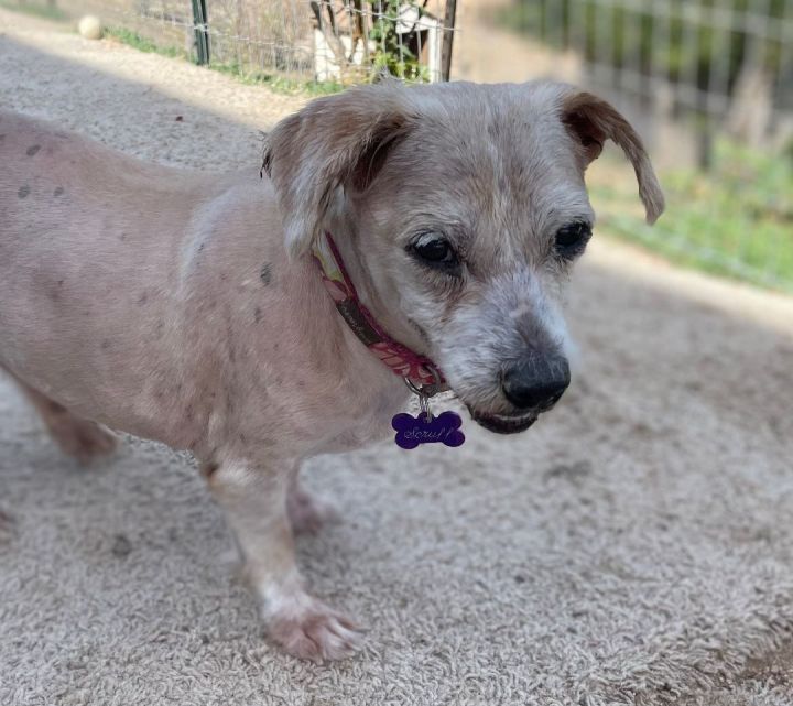 Dog for adoption - Scruff, a Spaniel & American Bulldog Mix in Creston, CA | Petfinder
