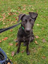 Whitney, an adoptable Pointer, Shepherd in Covington, WA, 98042 | Photo Image 2