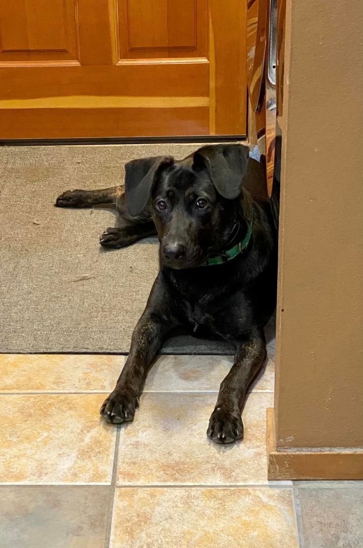 Whitney, an adoptable Pointer, Shepherd in Covington, WA, 98042 | Photo Image 1