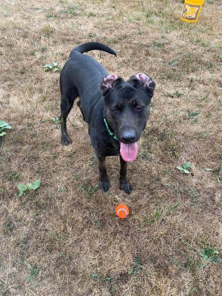 Whitney, an adoptable Pointer, Shepherd in Covington, WA, 98042 | Photo Image 3