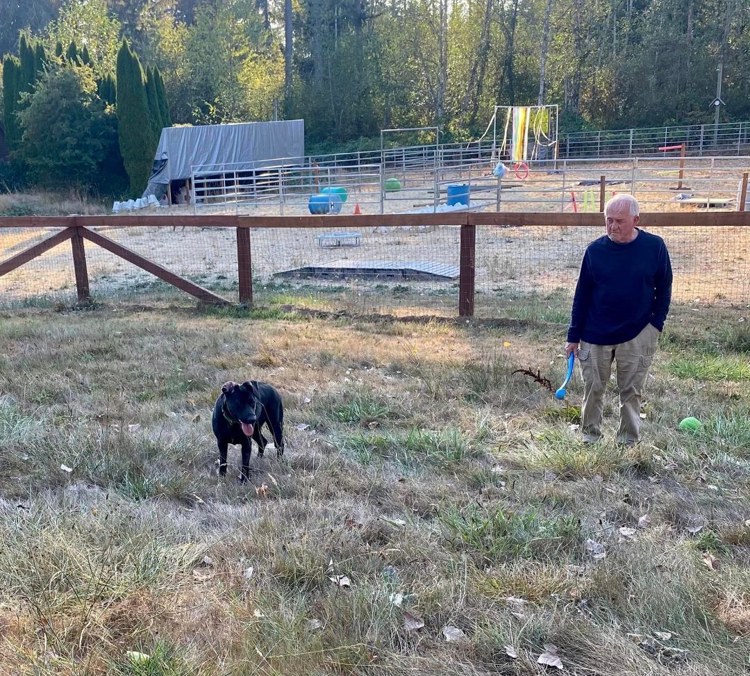 Whitney, an adoptable Pointer, Shepherd in Covington, WA, 98042 | Photo Image 4