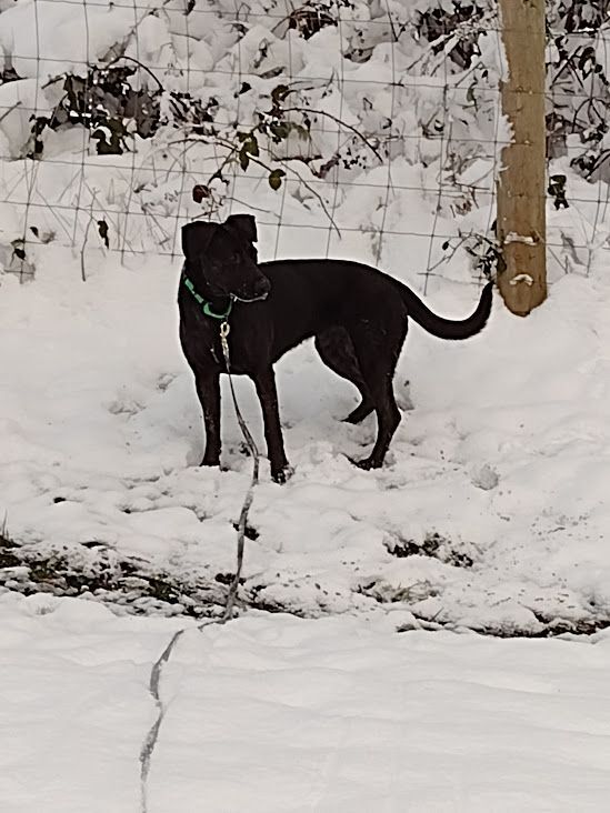 Whitney, an adoptable Pointer, Shepherd in Covington, WA, 98042 | Photo Image 6