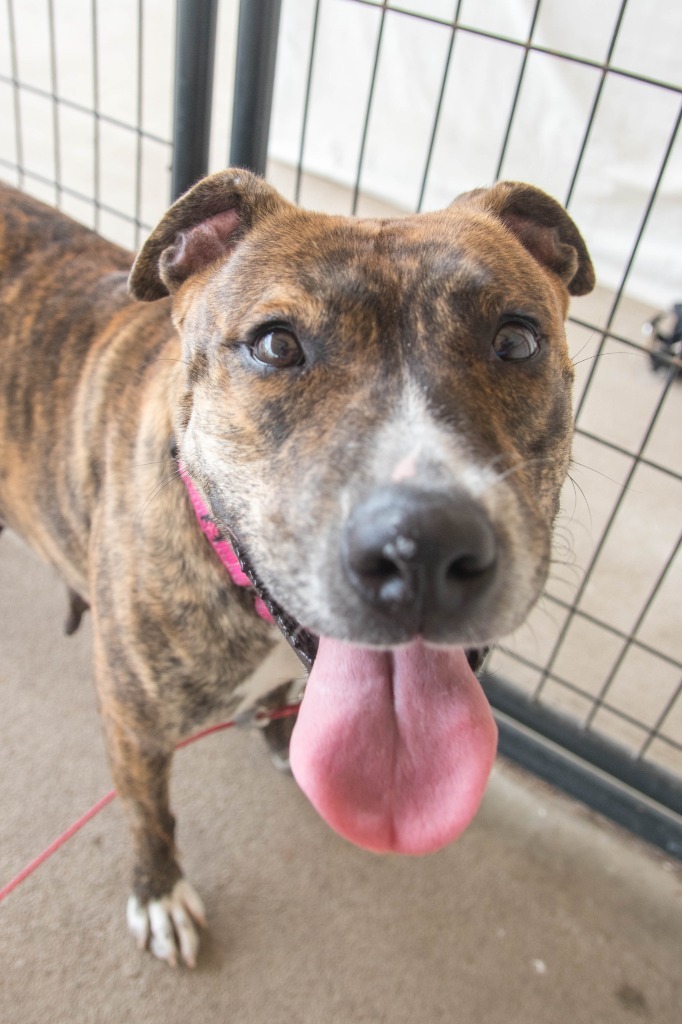 Kyoko, an adoptable American Staffordshire Terrier in Lansing, KS, 66043 | Photo Image 1