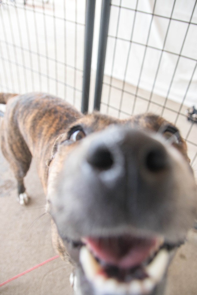 Kyoko, an adoptable American Staffordshire Terrier in Lansing, KS, 66043 | Photo Image 2