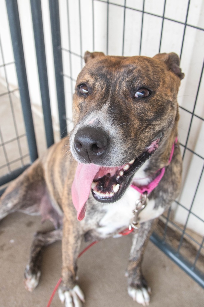 Kyoko, an adoptable American Staffordshire Terrier in Lansing, KS, 66043 | Photo Image 3