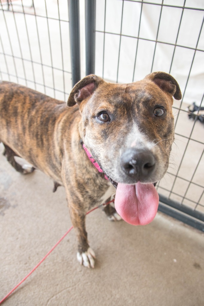 Kyoko, an adoptable American Staffordshire Terrier in Lansing, KS, 66043 | Photo Image 4