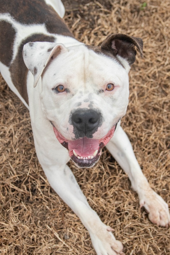 Petey, an adoptable American Staffordshire Terrier, American Bulldog in Lansing, KS, 66043 | Photo Image 1