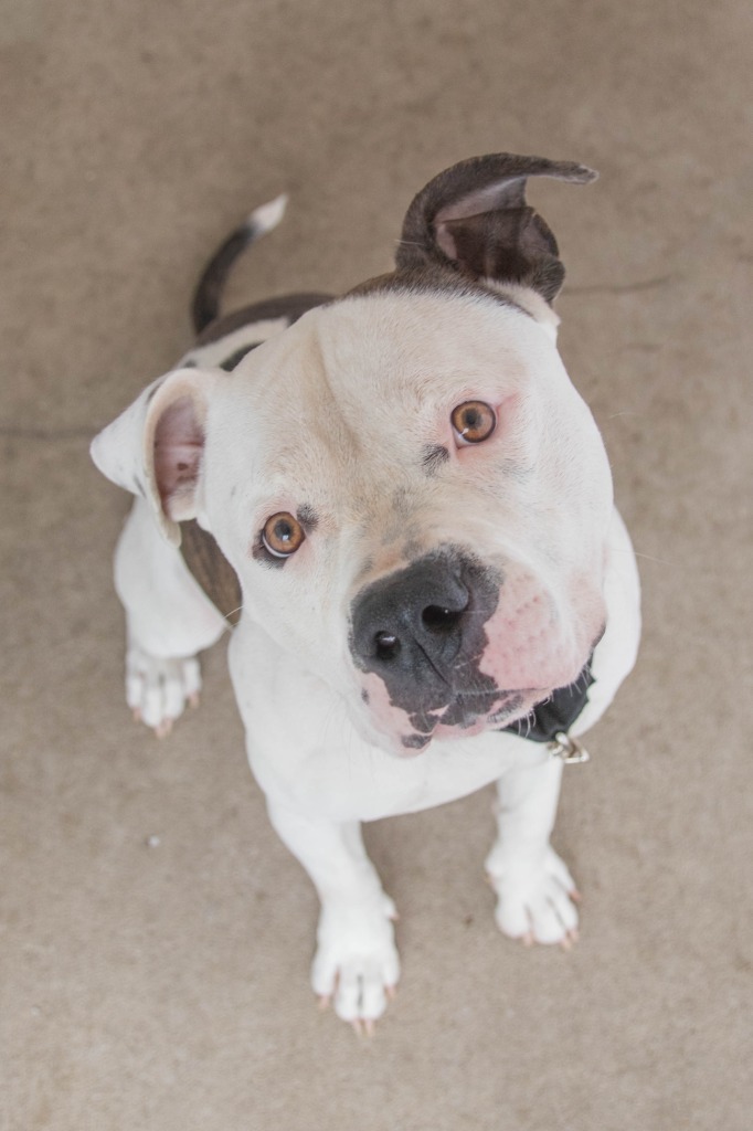 Petey, an adoptable American Staffordshire Terrier, American Bulldog in Lansing, KS, 66043 | Photo Image 2