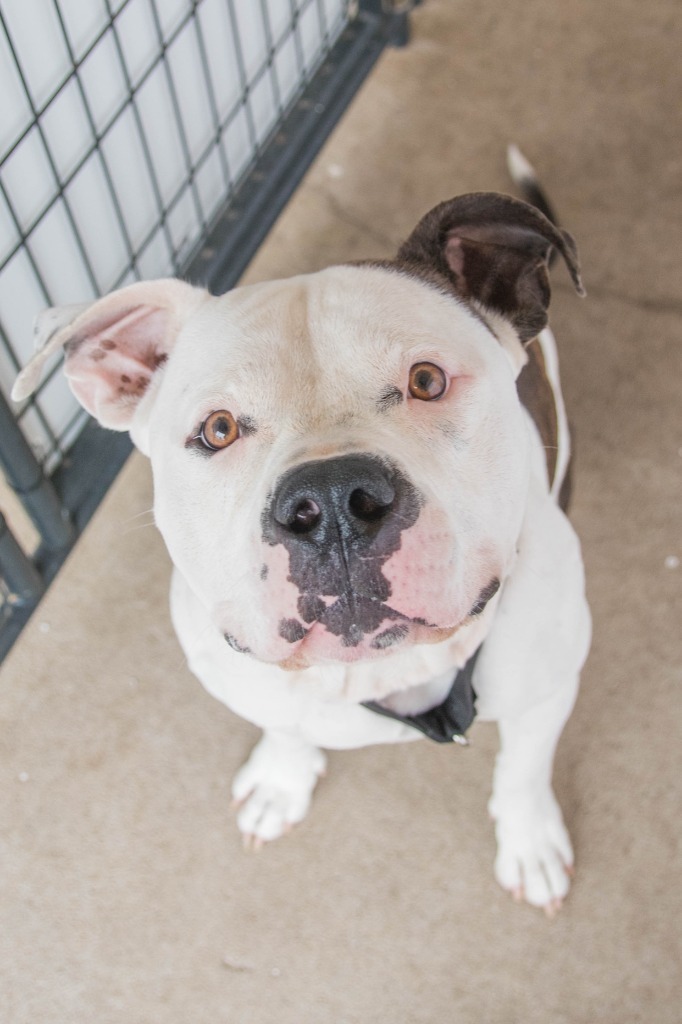 Petey, an adoptable American Staffordshire Terrier, American Bulldog in Lansing, KS, 66043 | Photo Image 3