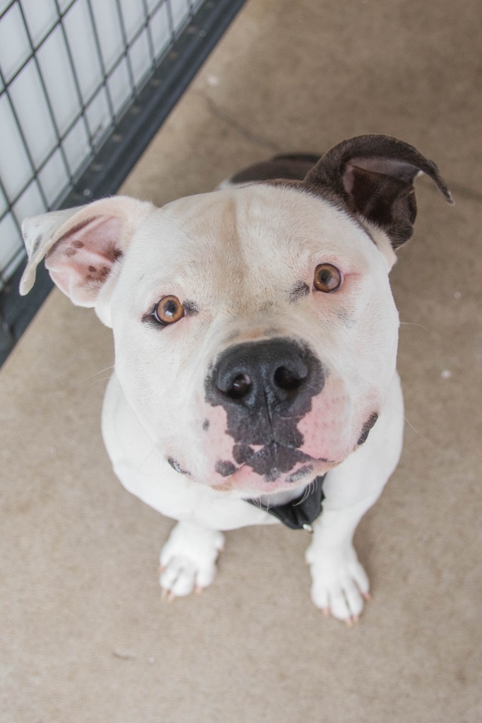 Petey, an adoptable American Staffordshire Terrier, American Bulldog in Lansing, KS, 66043 | Photo Image 4