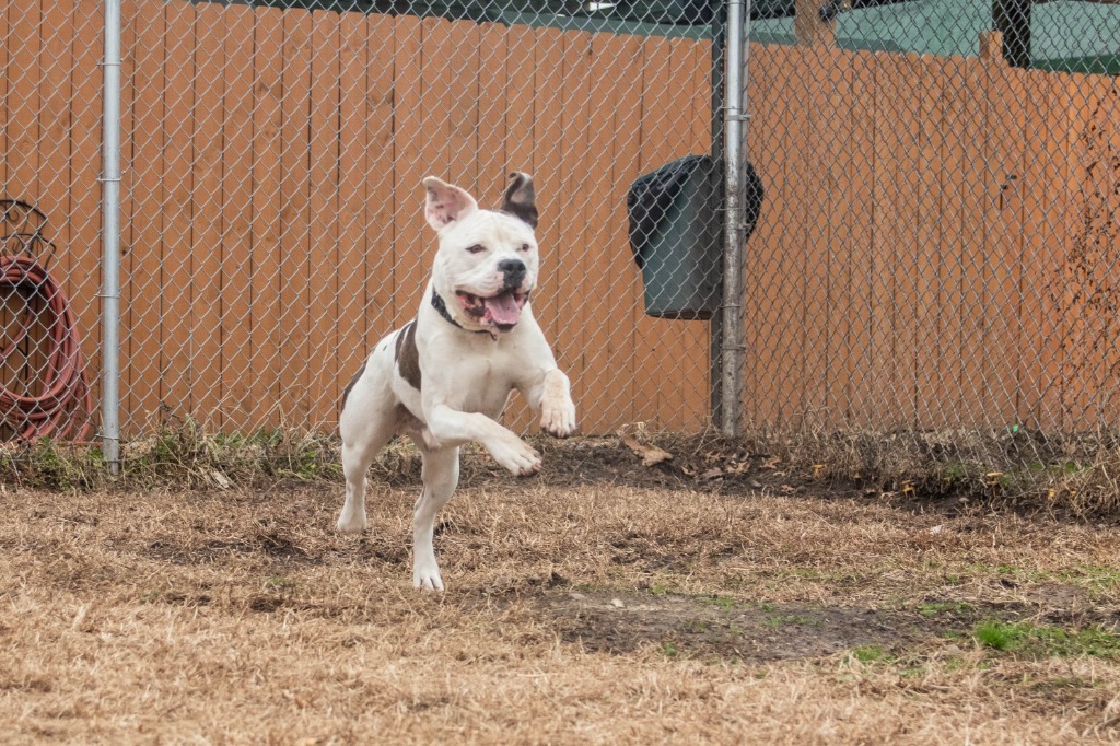 Petey, an adoptable American Staffordshire Terrier, American Bulldog in Lansing, KS, 66043 | Photo Image 5