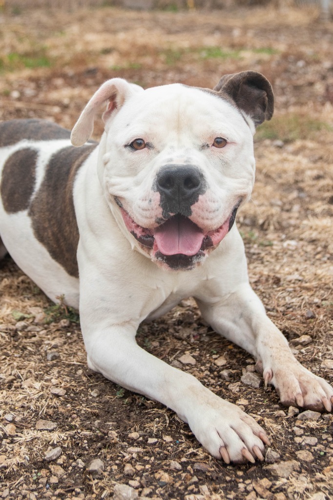 Petey, an adoptable American Staffordshire Terrier, American Bulldog in Lansing, KS, 66043 | Photo Image 6