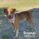 BREGMAN's profile on Petfinder.com