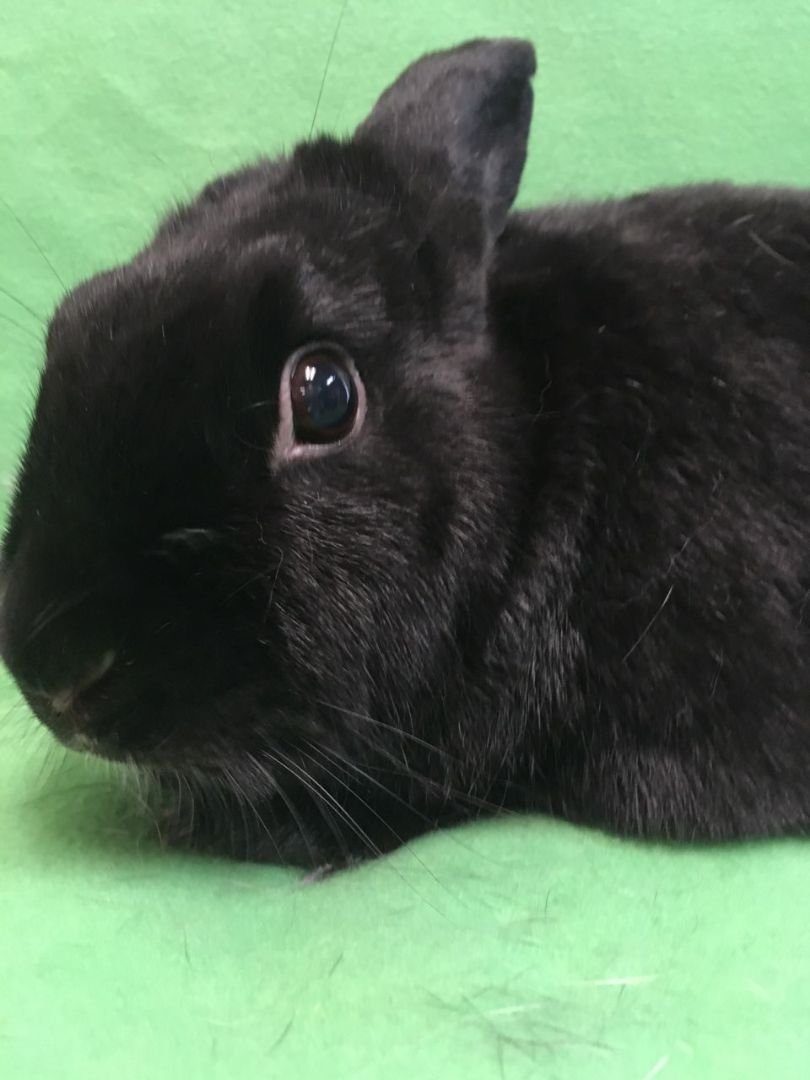 Rabbit for adoption Winston, a Californian Mix in Haltom City, TX