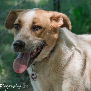 Autumn Fall, Senior Female Mixed Breed