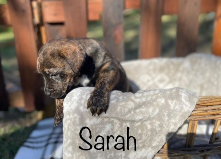 Sarah, an adoptable Hound & Labrador Retriever Mix in Unionville, CT_image-2