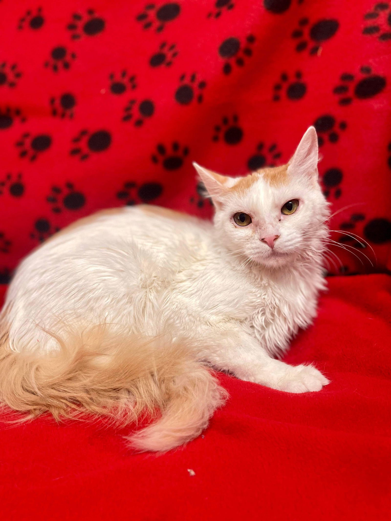 Squid, an adoptable Domestic Medium Hair in El Centro, CA, 92243 | Photo Image 1